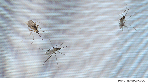 CDC Reports Record Number of Malaria Cases in the U.S