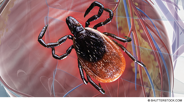 Risk of Sudden Cardiac Arrest from Lyme Carditis Underscores Need for Timely Diagnosis, Treatment