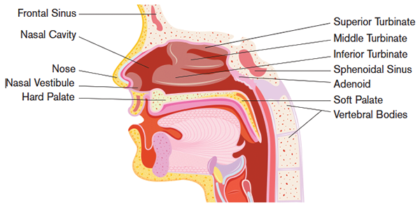 When to Use Intranasal Medications in Children