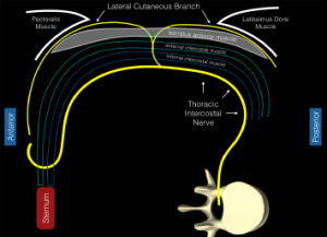 Figure 2: Schematic representation of the intercostal nerves as they travel from the thoracic spine. The distal lateral cutaneous branch exits at approximately the midaxillary line and pierces the internal intercostal muscle, external intercostal muscle, and serratus anterior muscle. The anterior fascial plane above the serratus anterior muscle acts as the target for this planar block.
