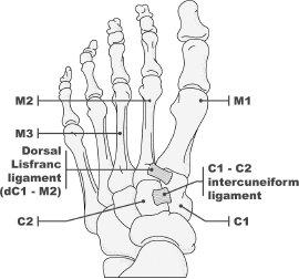 Figure 2: The Lisfranc ligament connects the base of the second metatarsal to the lateral aspect of the medial cuneiform.