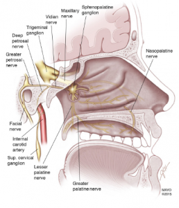 Figure 1: The SPG is associated with the trigeminal nerve, the major nerve involved in headache disorders. It is an extracranial parasympathetic ganglion located behind the nasal bony structures. It has two ganglia, one in each of the bilateral fossae located posterior to the middle turbinate. It is made up of three nerves, the sensory, sympathetic, and parasympathetic.