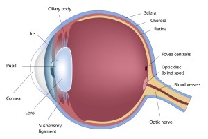 Figure 1: Anatomy of the eye.
