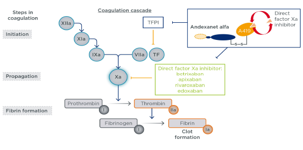 Figure 1: Andexanet alfa mechanism of action