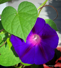 Ipomoea tricolor, violacea, and others