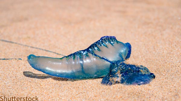 Blue bottle, Portuguese man of war, or floating terror jellyfish