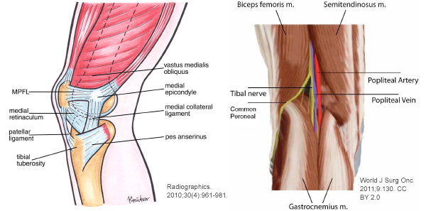 Figure 1: Anatomy of the patelofemoral joint.