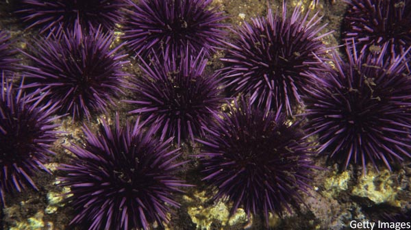 Purple Sea Urchins