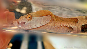 Head of a copperhead snake
