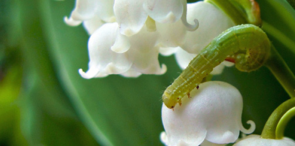 13 Things You Didn't Know About Lily of the Valley